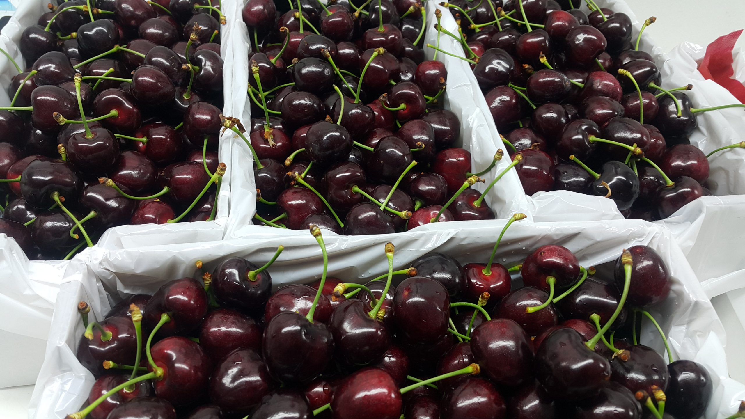 export quality cherries