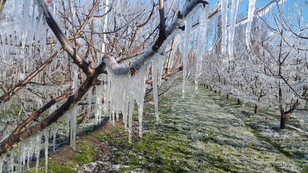 Cold and frosty winters and long hot summers are ideal for growing fruit. Frost fighting to protect blossom and bud set